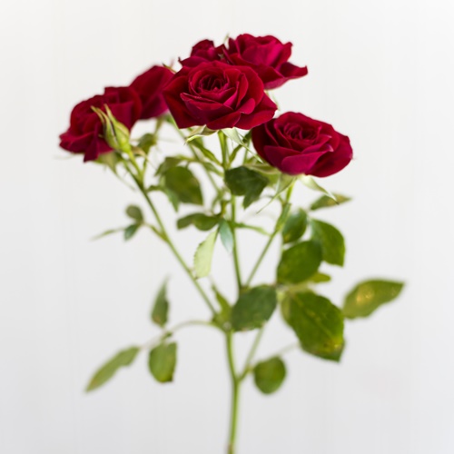 baby rose red