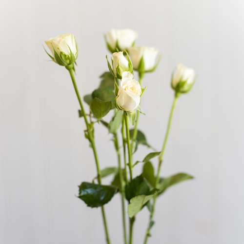 BABY ROSE PEACH