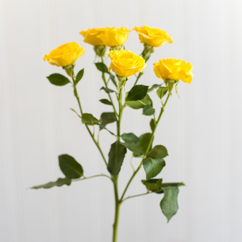 BABY ROSE YELLOW