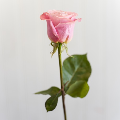 HERMOSA BIG ROSE
