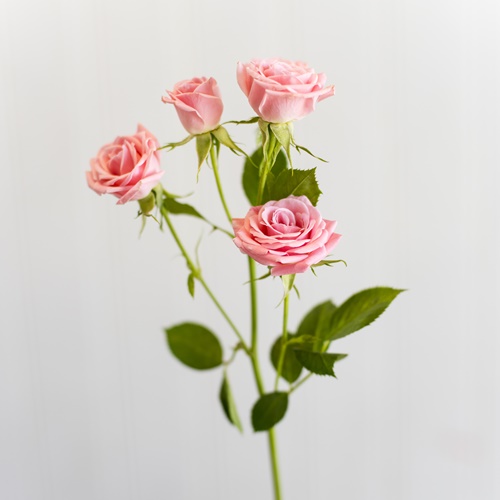 baby rose pink