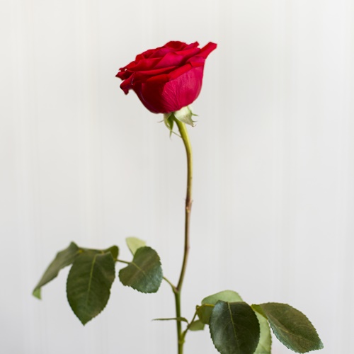 BIG ROSE RED
