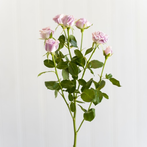 BABY ROSE LIGHT PURPAL