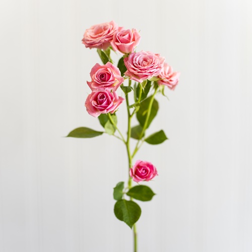 BABY ROSE DARK PINK
