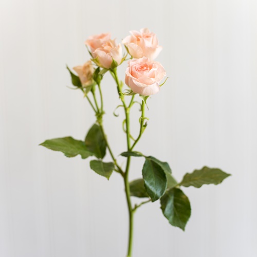 BABY ROSE PEACH