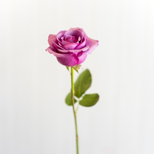 BIG ROSE PURPLE
