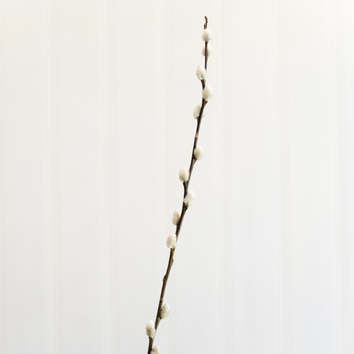 Salix Pussy Willow WHITE