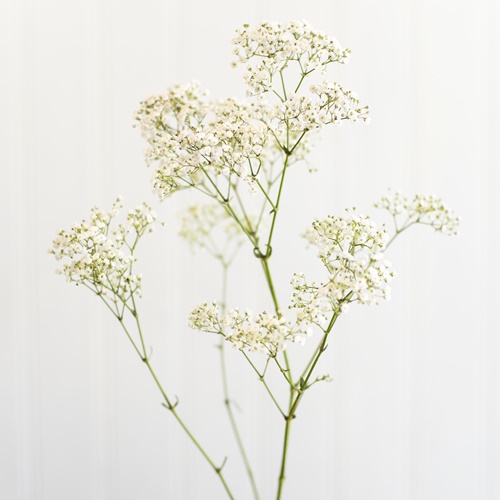 GYPSOPHILA