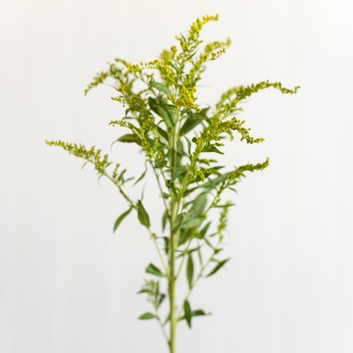 SOLIDAGO