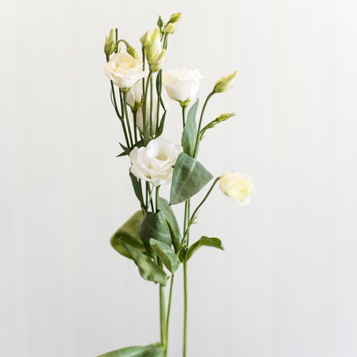 LISIANTHUS