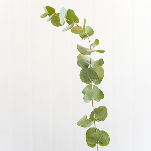 EUCALYPTUS