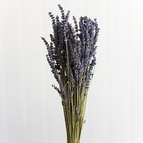 Lavendula Dried