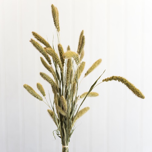 Fresh Flowers